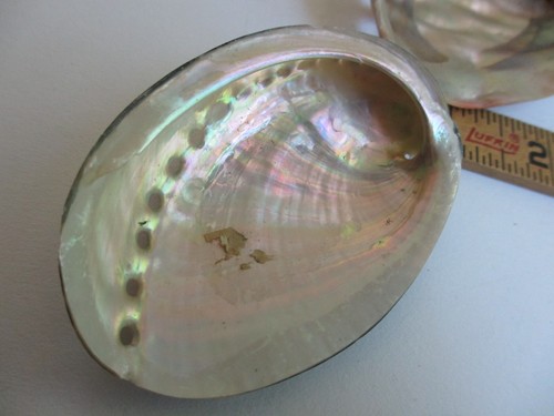 2 Pearlized Abalone Mussel Clam Shell Polished Seashell White Mother of Pearl 3" - Picture 7 of 9