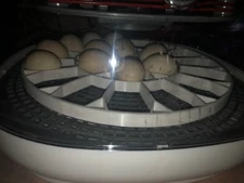 Egg Trays for Nurture Right 360 Egg Incubator (Various Sizes) (Small (Quail/Bird