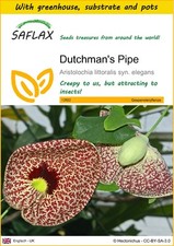 SAFLAX - Growing kit - Dutchman's Pipe - 80 Seeds