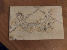 Versteinerung Solnhofer Fisch Platte 19 x 12,5cm