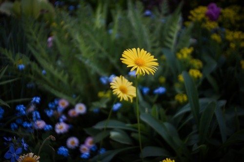 Industar-69 28mm F/2.8 USSR Wide Angle Pancake for Fujifilm X, Infinity focus! - Picture 17 of 18