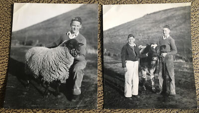 Two ca.1940's 4-H Boys with their SHEEP & COW on HHHH Competition Day PHOTOS