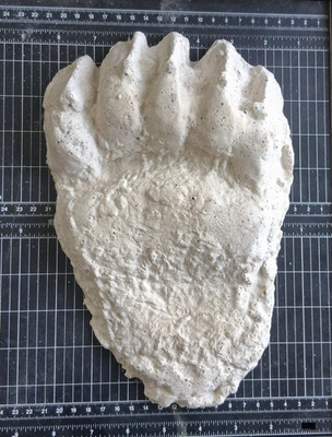 #ad Bear: Adult Grizzly Bear footprint cast replica Alaska #1 $34.00