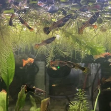20 live guppy fry!!!! 