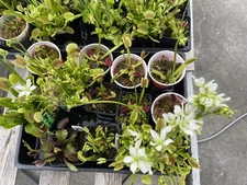 25+ Seeds Venus Flytrap SEEDS  - New Genetic Mixes!
