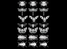 Dragonfly Bee Moth Beetle Collection 21 pcs 0.75 Inch White Fused Glass Decals