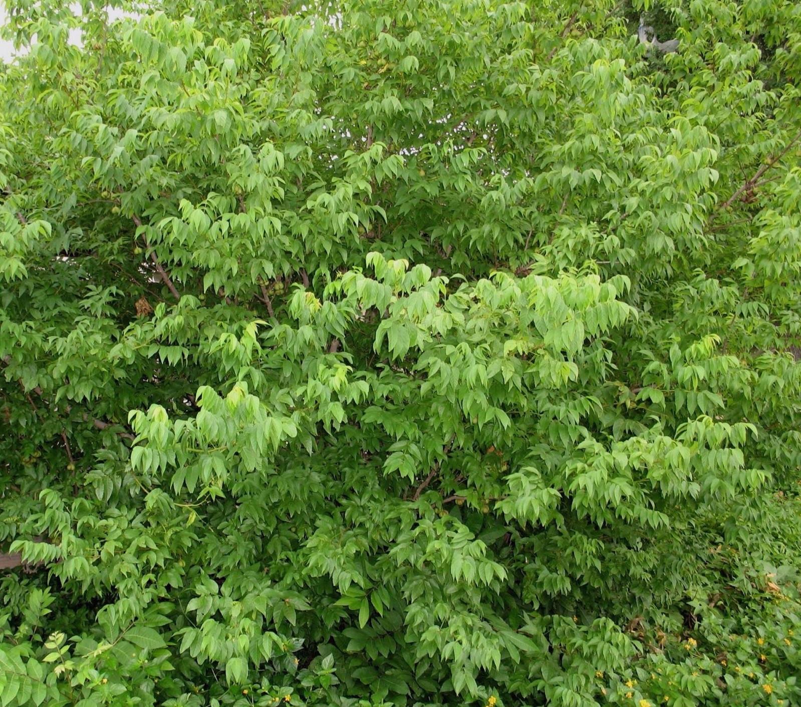 Picture 5 of 8