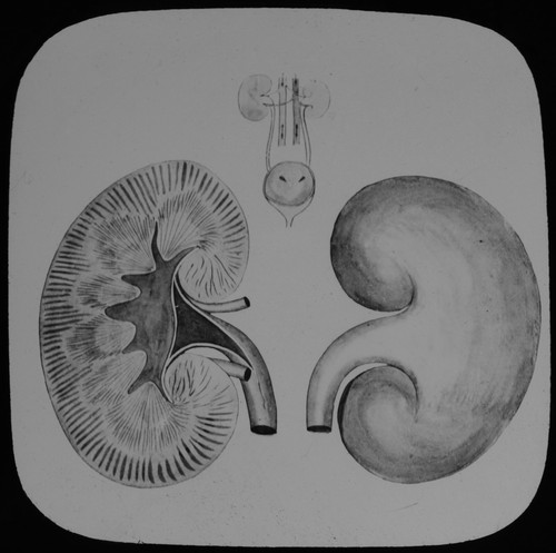 Magic Lantern Slide HUMAN PHYSIOLOGY NO32 KIDNEY C1888 MEDICAL ILLUSTRATION - 第 1/2 張圖片