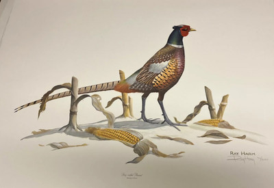 RAY HARM RING NECKED PHEASANT-(HEAD UP)#192 OF 1500-46 YEAR OLD PRINT IS MINT !!