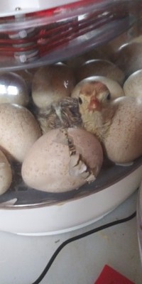Purebred SILVER  Appleyard Duck hatching eggs .Non- flight birds. $5.00/egg.