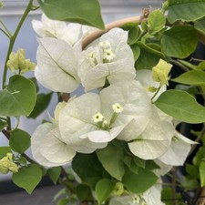 Bougainvillea White 60cm flowering plants