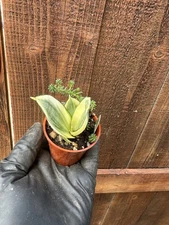 Dracaena trifasciata