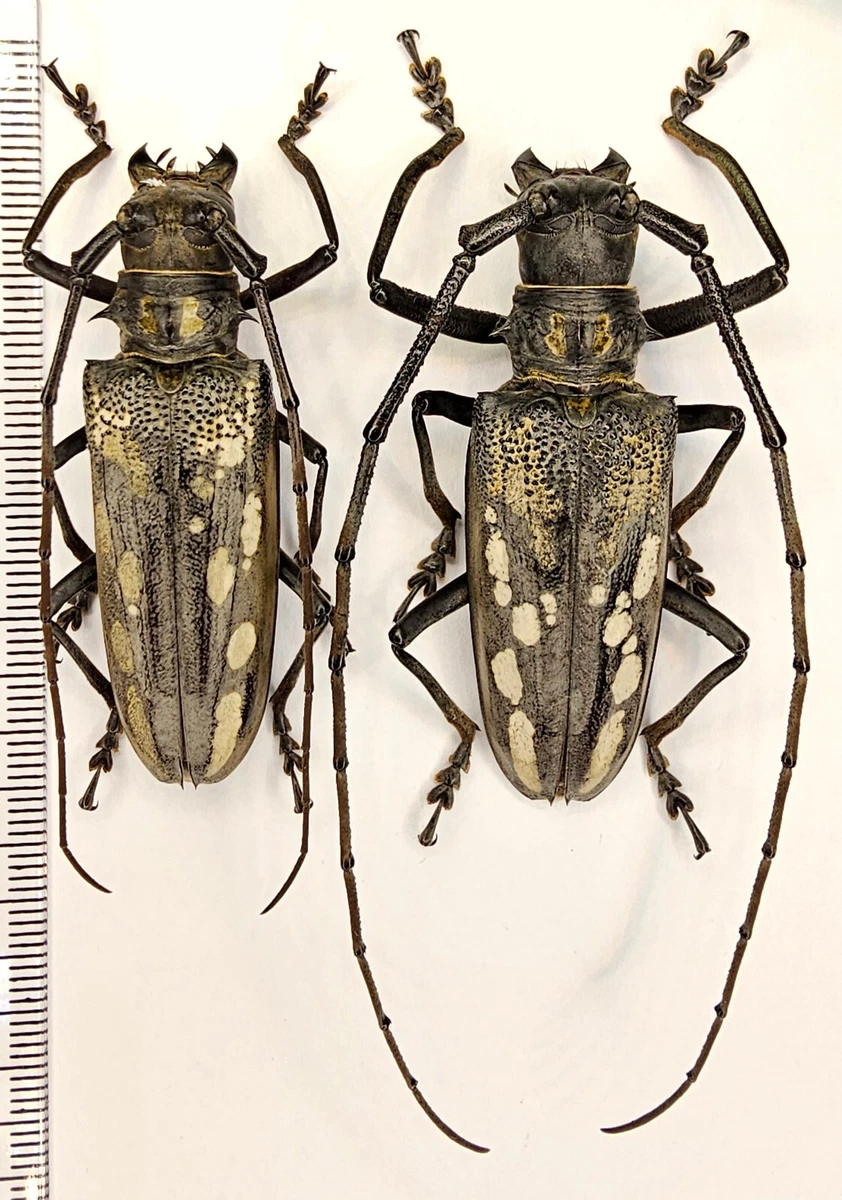 Batocera for sale | eBay