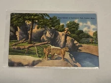 Tiger Exhibit Zoological Park Detroit zoo MI Michigan Mich  Postcard Unposted