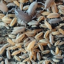 Party Powder Mix Isopods - Great for Bioactive Setups Reptiles, Frogs  More 