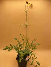 Plains Coreopsis Starter Plant - Coreopsis tinctoria