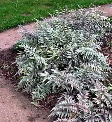 Athyrium Shade Lover Japanese Painted Fern Hardy Garden Live Plant Quart Pot