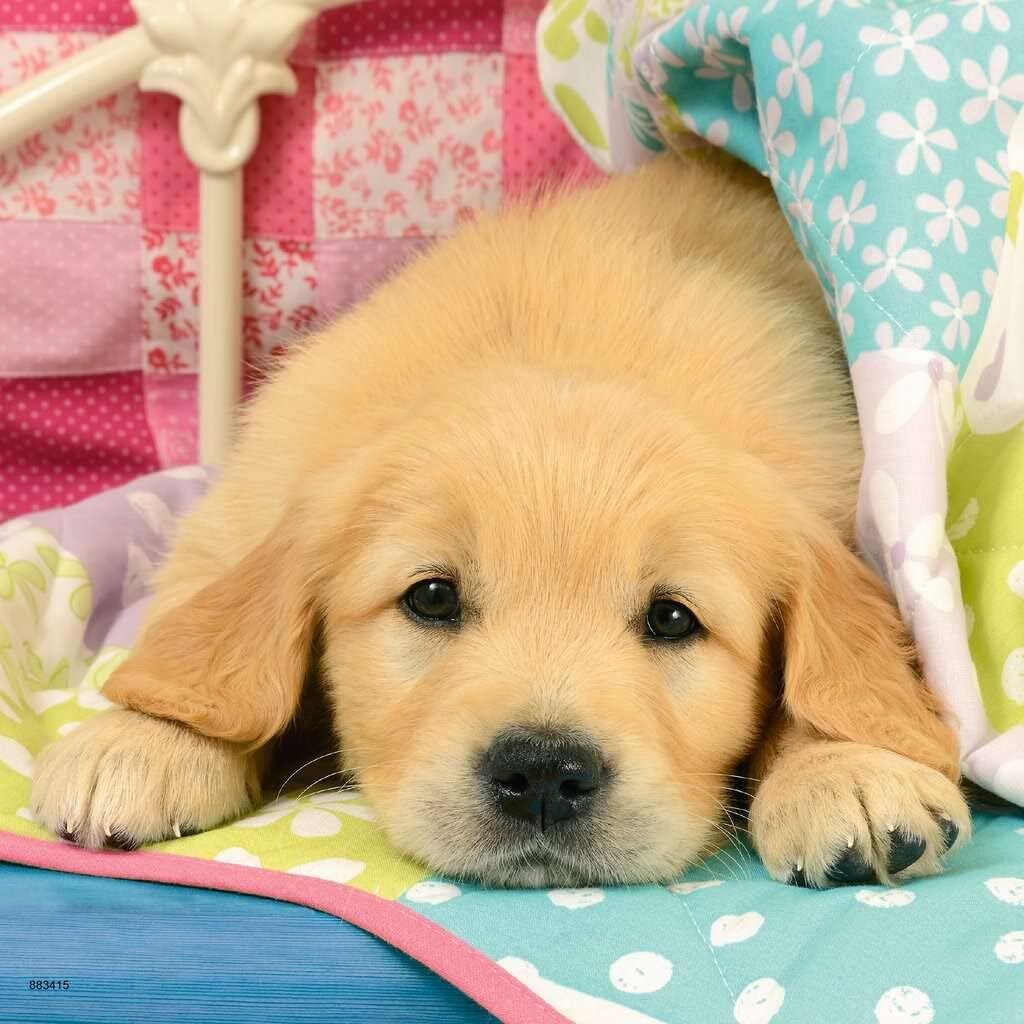 Ravensburger Cute Puppy (49 Pieces x 3) Jigsaw Puzzle BRIO