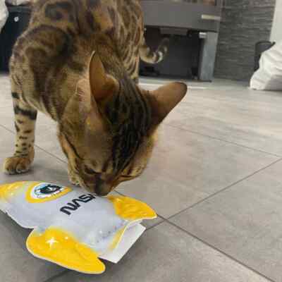 4cats - Space Collection Rakete Katzenspielzeug mit Katzenminze & Silvervine oder Baldrian
