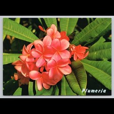 Vintage Postcard Plumeria Honolulu Hawaii Unposted Floral Scenic Collectible
