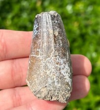 HUGE Sarcosuchus Tooth Fossil 2.05” Niger SUPER CROC Crocodile Dinosaur Tooth