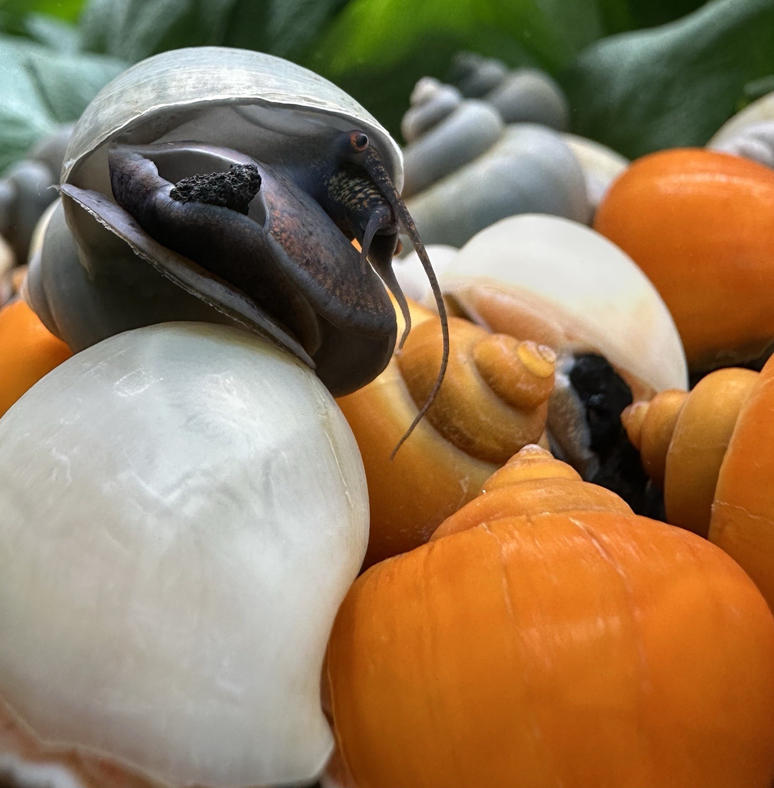Mystery Snails x10 (Pomacea Bridgesii) Mix Colors Live Freshwater Snail Plants