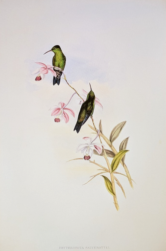 Gould SAUCEROTTE'S ERYTHRONOTE Hummingbirds Vintage Bird Art Print Bookplate 321 - Picture 2 of 4