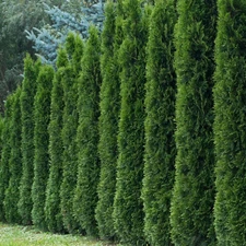 KVITER 50 Thuja Tree Seeds (Arborvitae/Thuja Occidentalis), American Arborvitae