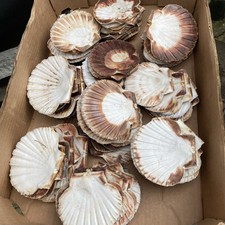 Large Lot Natural Scallop Sea Shell Flat Coastal  Decor Beach Craft X 70 shells
