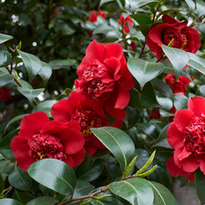 1 Red Camellia Tree – Outdoor Garden Ready Plant, Supplied Fresh in Large 3L Pot