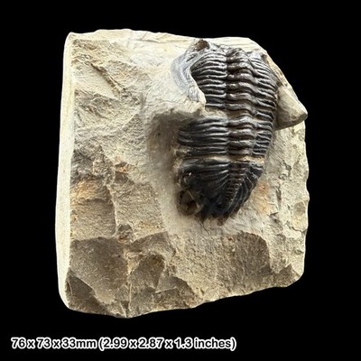 Hollardops mesocristata Trilobit Fossil A Grade Devon Marokko Präparat