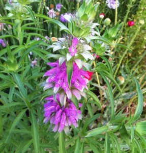 Lemon-Mint-Seeds-Monarda-citriodora-NON-GMO-Variety-Sizes-FREE-SHIPPING