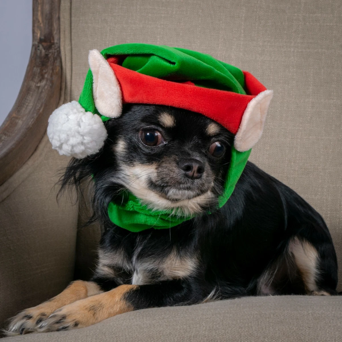Festive Christmas Elf Dog Snood Dress Up 30 44cm Approx eBay