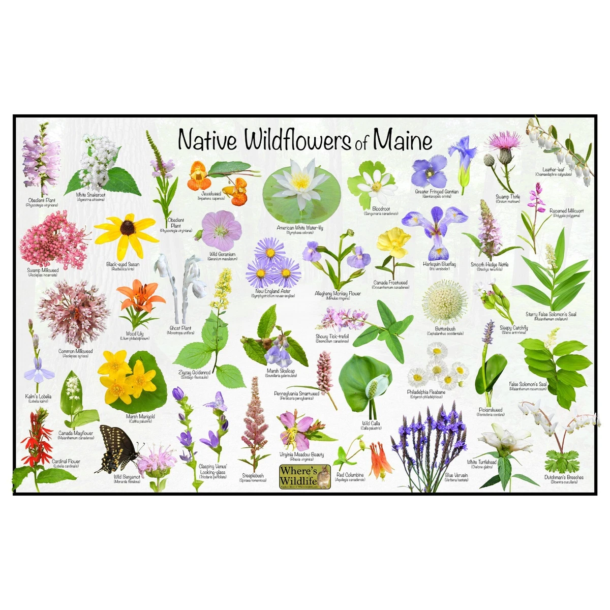 Best Wildflower Identification App Uk Best Flower Site