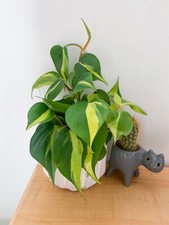 Plant Bundle Neon ,golden ,and N Joy Potho And Philo Brazil 4inch