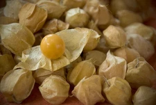 210 SEEDS - cherry GROUND CHERRY cape GOOSEBERRY GroCo* - BUY ANY 15-SHIPS FREE
