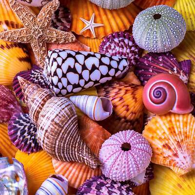 Wooden Jigsaw Puzzles For Adults - Ocean Treasures (145 Piece Jigsaw Puzzle)