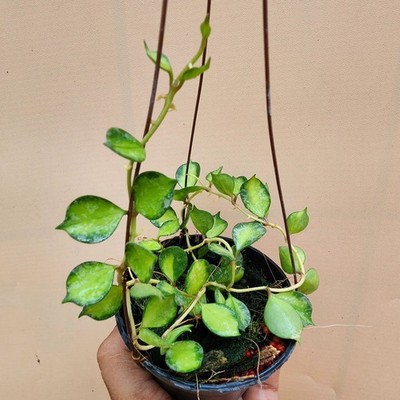 Hoya Curtisii Variegated Rare Tropical Indor Outdor Wax Plant