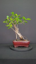 TALL TIGER BARK FICUS-Great structure, thick Aerial roots fast grower, movement