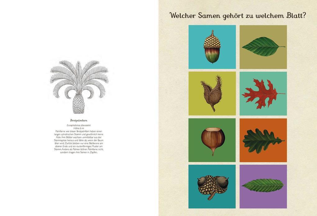 Thumbnail - Das Museum Der Pflanzen. Mein Mitmachbuch | Katie Scott, Kathy Willis