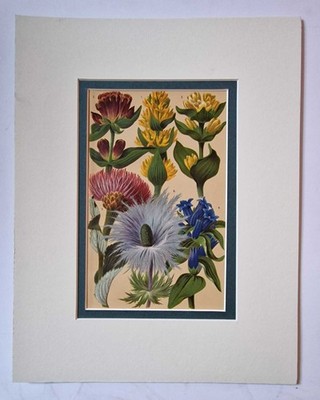 SCHROTER Tall Alpine Herbs, Gentians (c.1895 Antique Botanical Print)