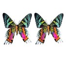 Real Butterflies Mantis Bee Specimen Artwork Dried Insect Taxidermy Collection