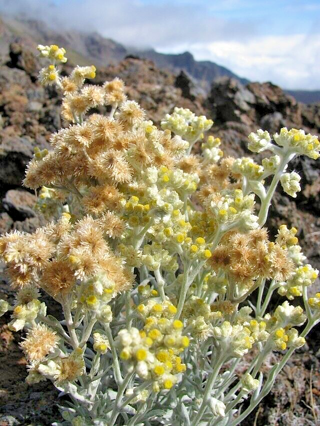 SWEET EVERLASTING 500 SEEDS, COTTON BATTING PLANT, CUDWEED, WHITE