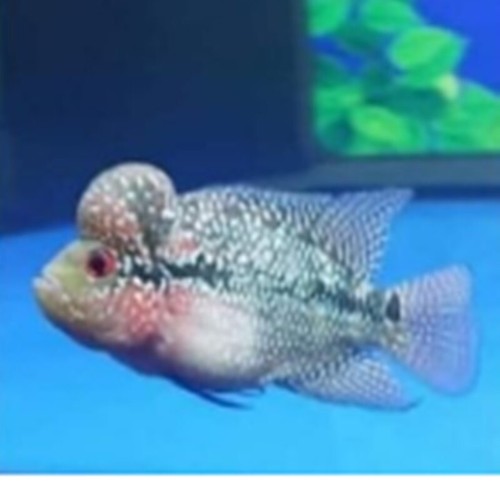 Hulx Bighead FlowerHorn fish food formula increasing supermassive mass accelerat - Picture 11 of 21