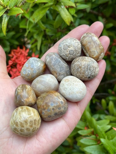 Grade A++ Fossil Coral Tumbled Stone, 0.75-1.25" Tumbled Fossil Coral, Bulk Lot - Picture 9 of 12