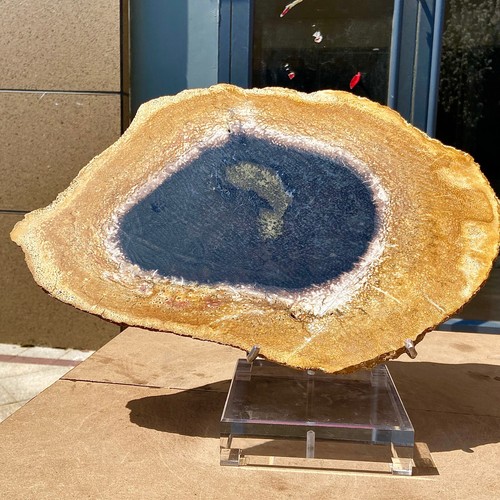 7.01LB Natural Wood Fossil Slice Specimens Reiki Healing - Madagascar - Picture 17 of 18
