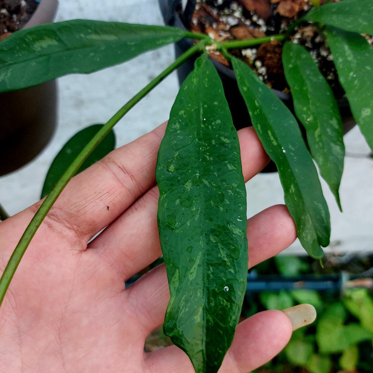 その他観葉植物 HOYA griffitchii Hoya griffithii (splash) – Unsolicited Plant Talks
