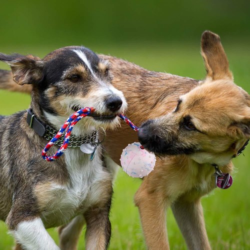 2 PIEZAS Pelota de Entrenamiento para Perros con Cuerda Cuerda de Goma Sólida Pelota de Juguete para Perro Pequeño Mediano - Imagen 7 de 7