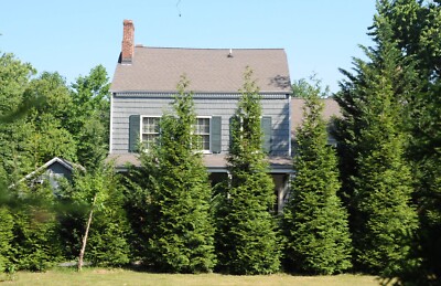 10 Green Giant Arborvitae in 2.5 inch pots  6-12 inches tall one plant per pot