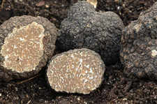 Płynna grzybnia truflowa MIX 120 ml| Prosta kultura | Grzyb jadalny | Grzybnia Trufle